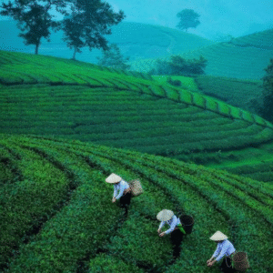 Tea